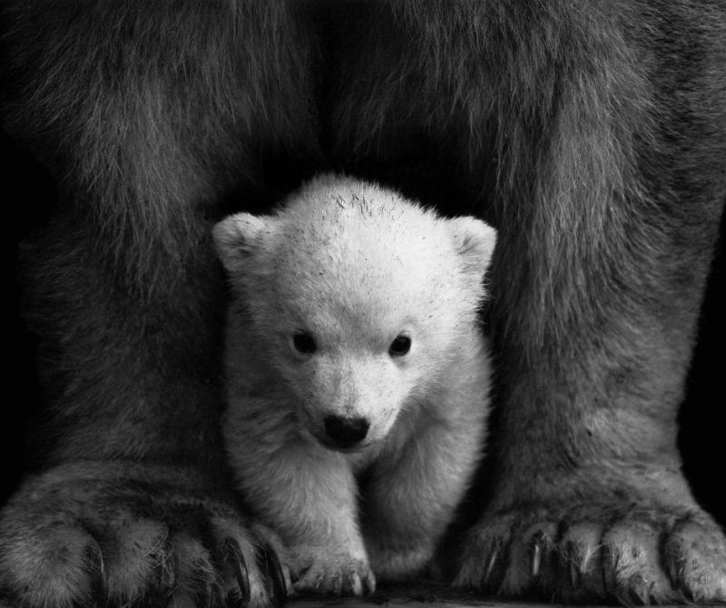 Animal totem: o encontro que faltava para evoluir em tua missão de vida